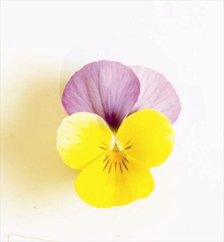 foto van een variëteit aan bloemen, te gebruiken als: Perkplant, potplant of korfplant Viola cornuta Sorbet XP F1 Yellow Pink Jump Up