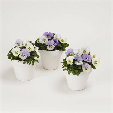 foto van een variëteit aan bloemen, te gebruiken als: Perkplant, potplant of korfplant Viola cornuta Sorbet XP F1 YTT