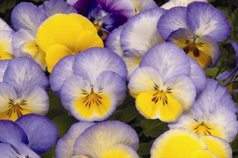 foto van een variëteit aan bloemen, te gebruiken als: Perkplant, potplant of korfplant Viola wittrockiana Cool Wave F1 Blueberry Swirl