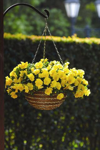 foto van een variëteit aan bloemen, te gebruiken als: Perkplant, potplant of korfplant Viola wittrockiana Cool Wave F1 Golden Yellow