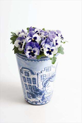 foto van een variëteit aan bloemen, te gebruiken als: Perkplant, potplant of korfplant Viola wittrockiana Matrix™ F1 Delft Blue
