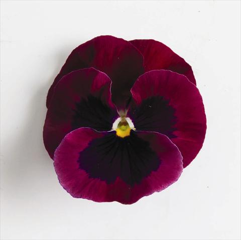 foto van een variëteit aan bloemen, te gebruiken als: Perkplant, potplant of korfplant Viola wittrockiana Matrix™ F1 Rose Blotch