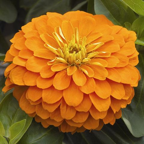 foto van een variëteit aan bloemen, te gebruiken als: Pot - en perkplant Zinnia angustifolia Zen Orange