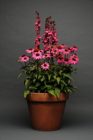 foto van een variëteit aan bloemen, te gebruiken als: Pot - en perkplant 2 Combo Lobelia Echinacea MIX