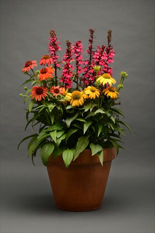 foto van een variëteit aan bloemen, te gebruiken als: Pot - en perkplant 2 Combo Paris in springtime Lobelia Echinacea MIX