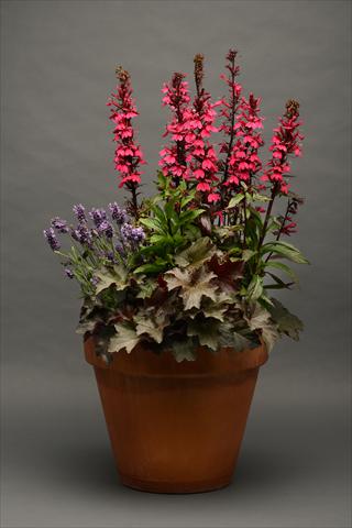 foto van een variëteit aan bloemen, te gebruiken als: Pot - en perkplant 3 Combo Valley of the kings Lobelia Heuchera Lavanda Mix