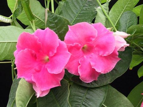 foto van een variëteit aan bloemen, te gebruiken als: Korf / Pot Dipladenia (Mandevilla) Pink Velvet