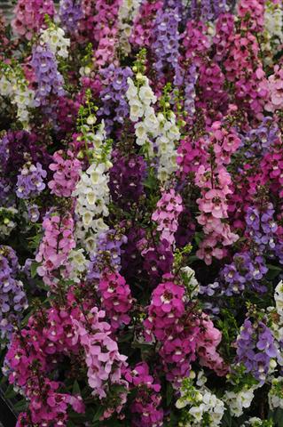 foto van een variëteit aan bloemen, te gebruiken als: Pot - en perkplant Angelonia angustifolia Serenita Mix Improved