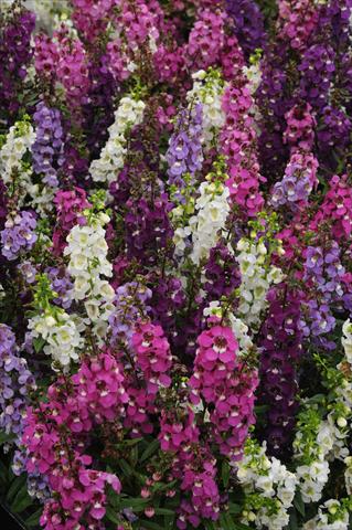 foto van een variëteit aan bloemen, te gebruiken als: Pot - en perkplant Angelonia angustifolia Serenita Speciality Mix