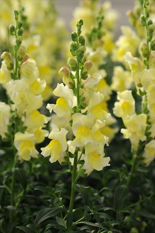 foto van een variëteit aan bloemen, te gebruiken als: Pot - en perkplant Antirrhinum majus Jumpstart Yellow