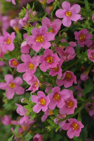 foto van een variëteit aan bloemen, te gebruiken als: Pot - en perkplant Bacopa (Sutera cordata) Bacopa Exp Large Flower Pink