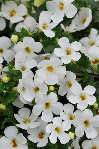 foto van een variëteit aan bloemen, te gebruiken als: Pot - en perkplant Bacopa (Sutera cordata) Exp Large Flower White