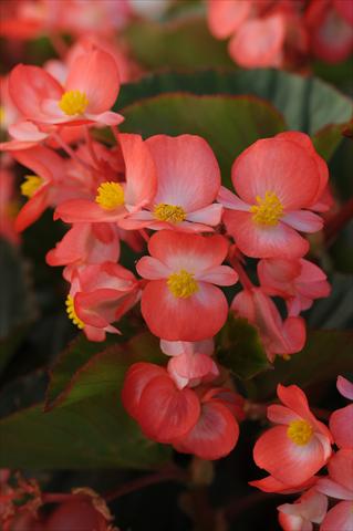 foto van een variëteit aan bloemen, te gebruiken als: Pot - en perkplant Begonia hybrida Begonia Baby Wing Red and White Bicolor