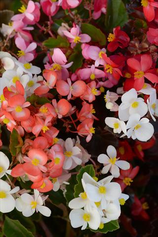 foto van een variëteit aan bloemen, te gebruiken als: Pot - en perkplant Begonia hybrida BabyWing Mixture