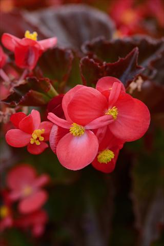 foto van een variëteit aan bloemen, te gebruiken als: Pot - en perkplant Begonia hybrida BabyWing Red