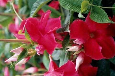foto van een variëteit aan bloemen, te gebruiken als: Korf / Pot Dipladenia (Mandevilla) Red Velvet
