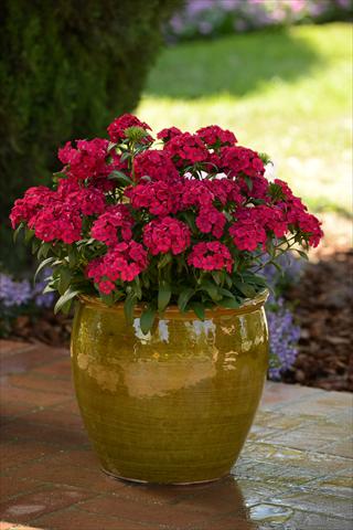 foto van een variëteit aan bloemen, te gebruiken als: Pot - en perkplant Dianthus interspec. Jolt Cherry