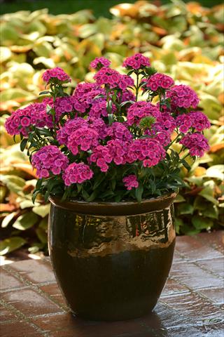 foto van een variëteit aan bloemen, te gebruiken als: Pot - en perkplant Dianthus interspec. Jolt Pink