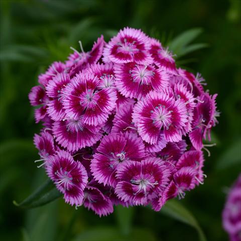 foto van een variëteit aan bloemen, te gebruiken als: Pot - en perkplant Dianthus barbatus Sweet Magenta Bicolor