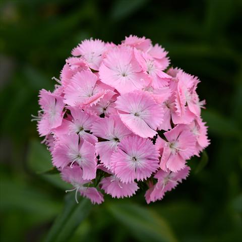 foto van een variëteit aan bloemen, te gebruiken als: Pot - en perkplant Dianthus barbatus Sweet Pink