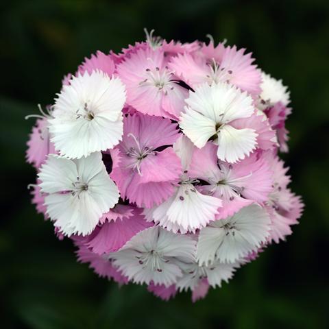 foto van een variëteit aan bloemen, te gebruiken als: Pot - en perkplant Dianthus barbatus Sweet Pink Magic
