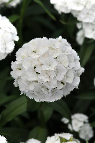 foto van een variëteit aan bloemen, te gebruiken als: Pot - en perkplant Dianthus barbatus Sweet White Improved