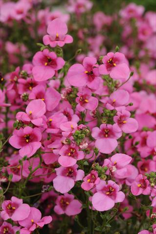 foto van een variëteit aan bloemen, te gebruiken als: Pot - en perkplant Diascia barberae Experimental Dark Pink Shades