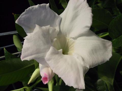 foto van een variëteit aan bloemen, te gebruiken als: Korf / Pot Dipladenia (Mandevilla) White Velvet