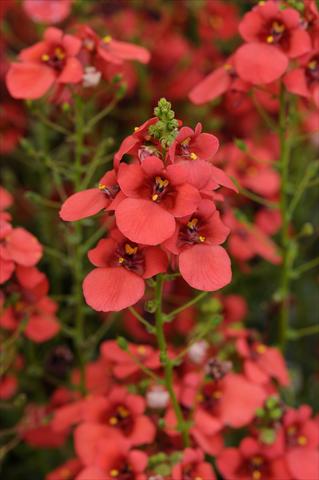 foto van een variëteit aan bloemen, te gebruiken als: Pot - en perkplant Diascia barberae Experimental Red