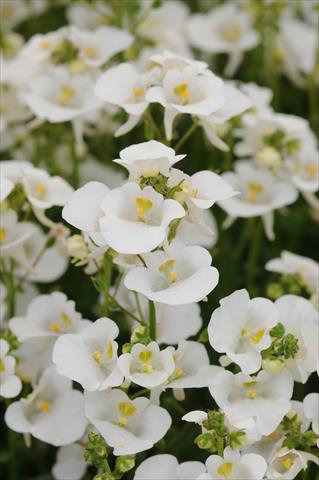 foto van een variëteit aan bloemen, te gebruiken als: Pot - en perkplant Diascia barberae Experimental White