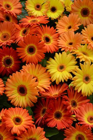 foto van een variëteit aan bloemen, te gebruiken als: Pot - en perkplant Gerbera jamesonii Revolution Bicolor Orange Yellow