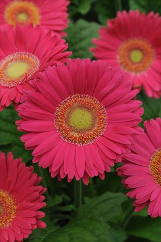 foto van een variëteit aan bloemen, te gebruiken als: Pot - en perkplant Gerbera jamesonii Revolution Bright Rose Light Eye