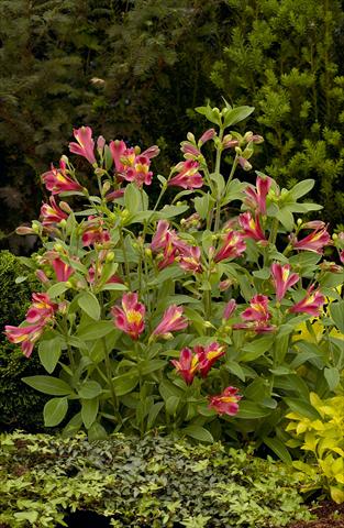 foto van een variëteit aan bloemen, te gebruiken als: Perkplant / Borders Alstroemeria Inca® Obsession