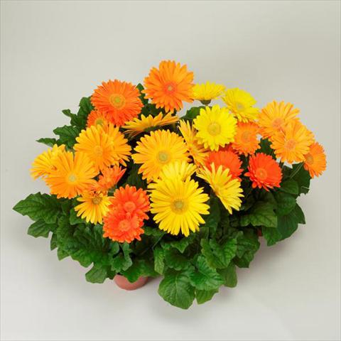 foto van een variëteit aan bloemen, te gebruiken als: Pot - en perkplant Gerbera jamesonii Revolution Harvest Brights