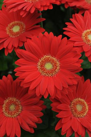 foto van een variëteit aan bloemen, te gebruiken als: Pot - en perkplant Gerbera jamesonii Revolution Red Light Eye