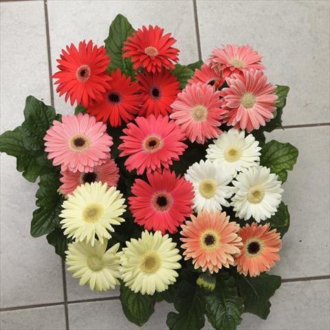 foto van een variëteit aan bloemen, te gebruiken als: Pot - en perkplant Gerbera jamesonii Revolution Spring Pastels Improved