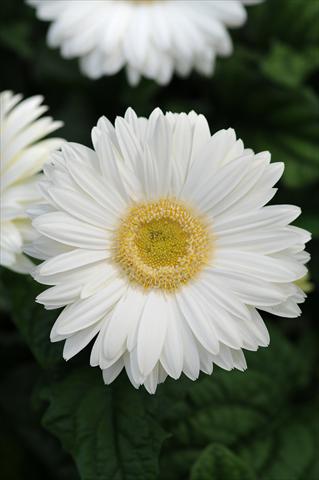 foto van een variëteit aan bloemen, te gebruiken als: Pot - en perkplant Gerbera jamesonii Revolution White Light Eye
