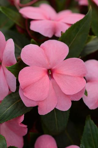 foto van een variëteit aan bloemen, te gebruiken als: Pot - en perkplant Impatiens hawkerii Divine Pink Improved