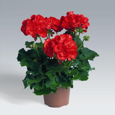 foto van een variëteit aan bloemen, te gebruiken als: Korf / Pot Pelargonium zonale pac® Antony