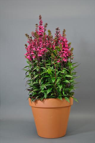 foto van een variëteit aan bloemen, te gebruiken als: Pot - en perkplant Lobelia speciosa Starship Dee Rose