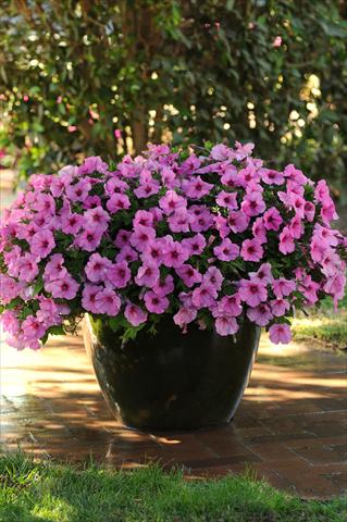 foto van een variëteit aan bloemen, te gebruiken als: Pot - en perkplant Petunia x hybrida Easy Wave Pink Passion