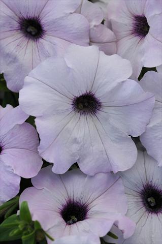 foto van een variëteit aan bloemen, te gebruiken als: Pot - en perkplant Petunia x hybrida Easy Wave Silver