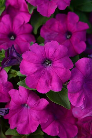 foto van een variëteit aan bloemen, te gebruiken als: Pot - en perkplant Petunia x hybrida Lo Rider Violet