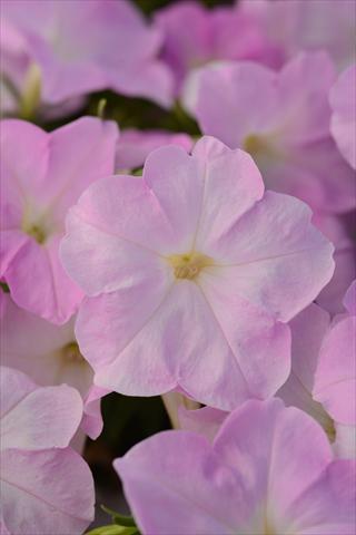 foto van een variëteit aan bloemen, te gebruiken als: Pot - en perkplant Petunia x hybrida Mirage Pink Chiffon