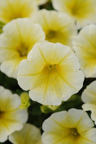 foto van een variëteit aan bloemen, te gebruiken als: Pot - en perkplant Petunia x hybrida Shock Wave Yellow