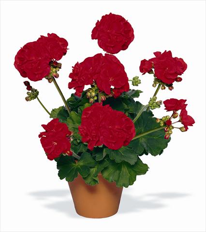 foto van een variëteit aan bloemen, te gebruiken als: Potplant, perkplant, patioplant Pelargonium zonale pac® Victor