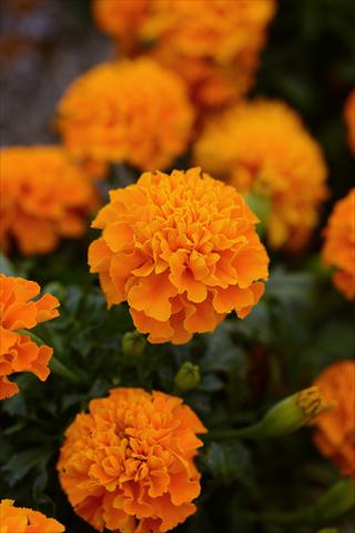 foto van een variëteit aan bloemen, te gebruiken als: Pot - en perkplant Tagetes erecta Hot Pak Orange