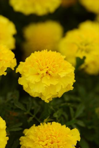 foto van een variëteit aan bloemen, te gebruiken als: Pot - en perkplant Tagetes erecta Hot Pak Yellow