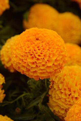 foto van een variëteit aan bloemen, te gebruiken als: Pot - en perkplant Tagetes erecta Taishan Orange Improved