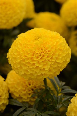 foto van een variëteit aan bloemen, te gebruiken als: Pot - en perkplant Tagetes erecta Taishan Yellow Improved